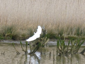 81 1 29 Aigrette garzette