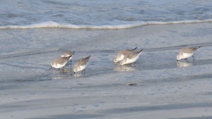 81.3 18 Bécasseaux sanderlings