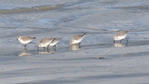 81.3 19 Bécasseaux sanderlings