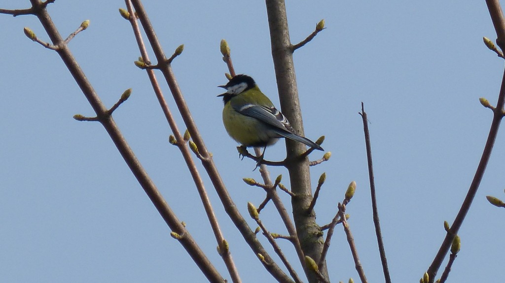 84.1 20 Mésange charbonnière