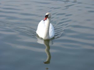 84.1 35 Cygne tuberculé