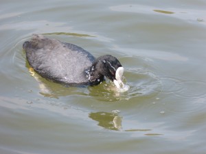 84.1 45 Foulque macroule