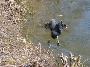 84.1 46 Foulque macroule