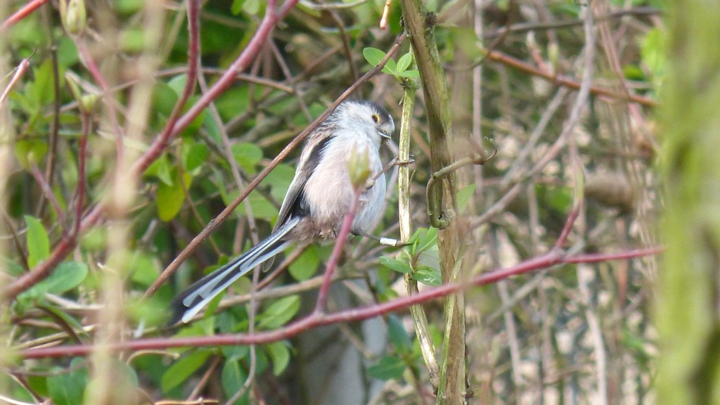 84.1 50 Mésange à longue queue