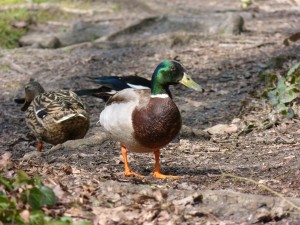 84.2 23 Monsieur colvert