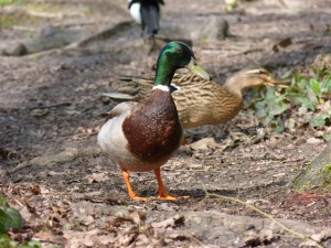 84.2 24 Monsieur colvert