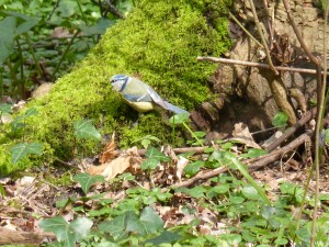 84.2 25 Mésange bleue