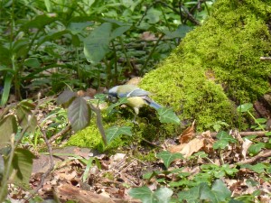 84.2 27 Mésange bleue