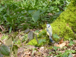 84.2 28 Mésange bleue