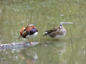 84.2 30 Canards mandarins