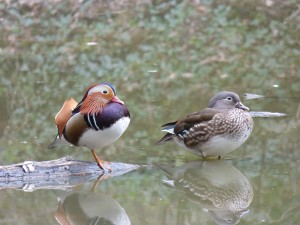 84.2 31 Canards mandarins