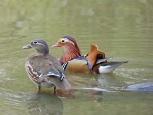 84.2 32 Canards mandarins