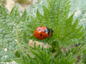 85 31 Coccinelles à sept points