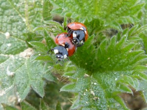 85 32 Coccinelles à sept points