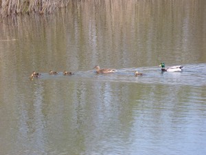 86.1 09 La famille colvert