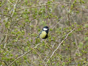 86.1 15 Mésange charbonnière mâle