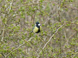 86.1 16 Mésange charbonnière mâle