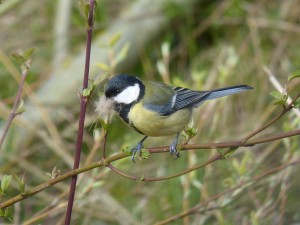 86.1 18 Mésange charbonnière femelle