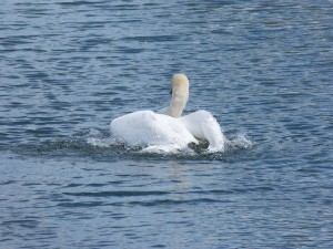 86.1 38 La toilette du cygne