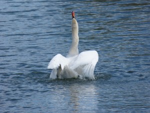 86.1 39 La toilette du cygne