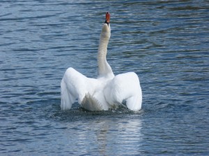 86.1 40 La toilette du cygne