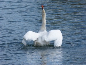 86.1 41 La toilette du cygne