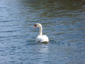 86.1 42 La toilette du cygne