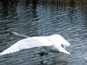 86.1 43 Le vol du cygne