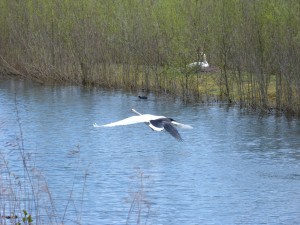 86.1 45 Le vol du cygne