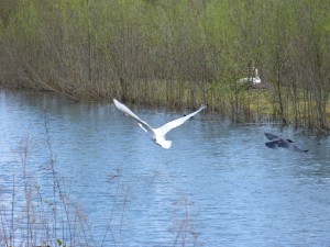 86.1 46 Le vol du cygne