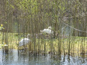 86.1 48 Nid de cygne