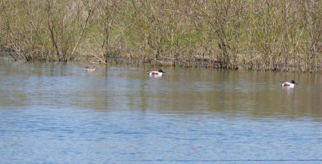 86.1 67 Des canards souchets