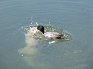 87.1 04 Foulque macroule