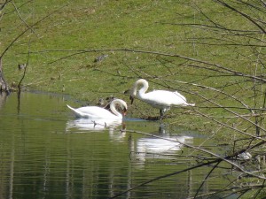 87.1 34 Un couple de cygnes