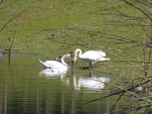 87.1 35 Un couple de cygnes