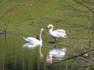 87.1 36 Un couple de cygnes