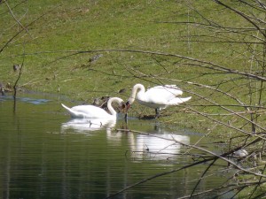 87.1 37 Un couple de cygnes