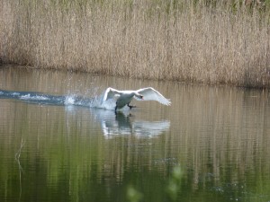 87.1 40 Un cygne