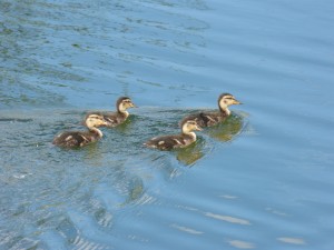 87.1 83 Des petits colverts