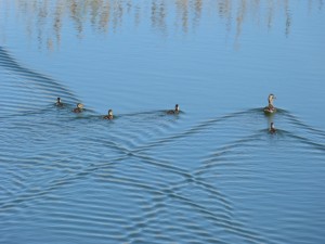 87.1 85 La famille colvert