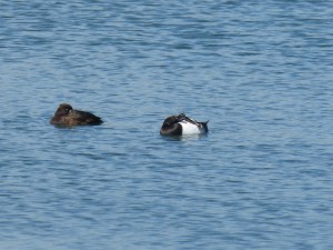 87.1 96 Fuligules morillons