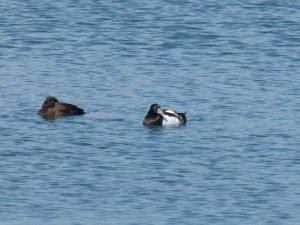 87.1 97 Fuligules morillons