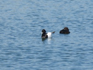 87.1 99 Fuligules morillons