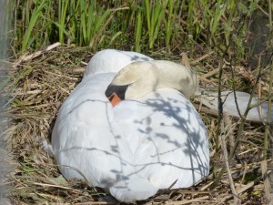 88.2 05 Un cygne qui couve