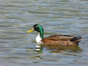 88.2 15 Un étrange colvert