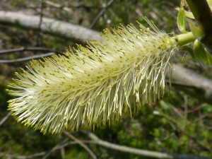 88.2 34 Une fleur mâle