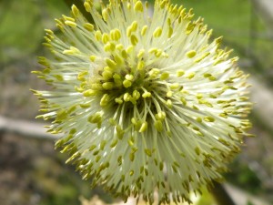 88.2 35 Une fleur mâle