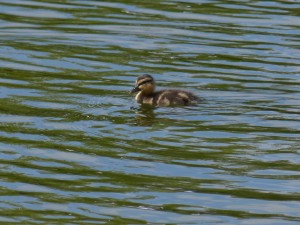 88.2 40 Un petit colvert