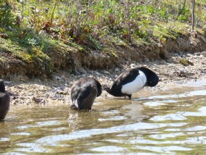 88.2 42 Fuligules morillons