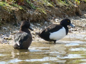 88.2 43 Fuligules morillons